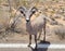 Desert big horn sheep alongside the road in Valley of Fire State Park outside of Las Vegas, Nevada, USA