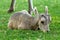 Desert Big Horn Sheep Baby Lamb