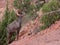 Desert big horned ram walking across the frame