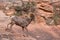 Desert big horned ram walking down sandstone slope