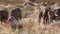 Desert big horned rams grazing together