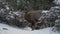 Desert big horned sheep eating prickly Utah Holly leaves 