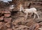 A desert big horned sheep ewe comes down from a snowy slope along a rocky trail in Zion national park Utah