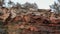 A desert big horned sheep ewe makes her way down the face of a red sandstone cliff in Zion national park Utah