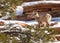 A desert big horned sheep is framed by the branches of a pine tree as it stands on a snow covered red sandstone mountainside