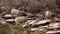 Desert big horned sheep grazing on new spring growth