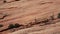 Desert big horned sheep on high red rock ledge