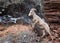 A desert big horned sheep jumps up onto a red sandstone boulder with green brush and snow in the background