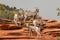 Desert Bighorn Herd