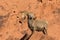 Desert Bighorn Ram Posing in Rocks