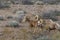 Desert Bighorn Rams Running