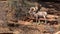 Desert Bighorn Rams in Rut