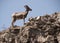 Desert Bighorn Sheep