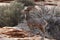 Desert Bighorn Sheep