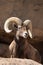 Desert Bighorn Sheep