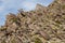 Desert Bighorn Sheep in Anza Borrego Desert.