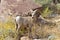 Desert Bighorn Sheep in Anza Borrego Desert.