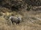 Desert Bighorn sheep on the Bright Angel trail