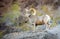 Desert Bighorn Sheep on Cliff Side