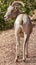 Desert Bighorn Sheep Female Looking Back with Suspicion