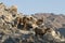 Desert Bighorn Sheep flock