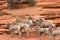 Desert Bighorn Sheep Herd