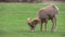 Desert Bighorn Sheep Ram Feeding