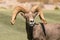 Desert Bighorn Sheep Ram Portrait