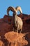 Desert Bighorn Sheep Ram Posing