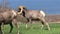 Desert Bighorn Sheep Ram Rutting