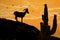 Desert Bighorn Sheep Silhouette