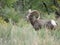 Desert Bighorn Sheep in southwest Utah