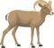 Desert bighorn sheep - vector illustration