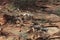 Desert Bighorn Sheeps