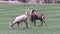 Desert Bighorns in Rut