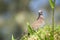 Desert Bird in Grass