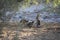 Desert birds tend to be much more abundant where the vegetation is lusher and thus offers more insects, fruit and seeds as food.