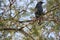 Desert birds tend to be much more abundant where the vegetation is lusher and thus offers more insects, fruit and seeds as food.