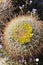 Desert Bloom Series - Barrel Cactus - Ferocactus Cylindraceus