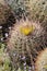 Desert Bloom Series - Barrel Cactus - Ferocactus Cylindraceus