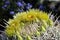 Desert Bloom Series - Barrel Cactus - Ferocactus Cylindraceus