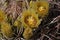 Desert Bloom Series - Barrel Cactus - Ferocactus Cylindraceus