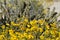Desert Bloom Series - Brittlebush - Encelia Farinosa