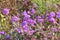 Desert Bloom Series - Desert Sand Verbena - Abronia Villosa