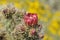 Desert Bloom Series - Jumping Cholla - Cylindropuntia Fulgida