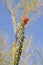 Desert Bloom Series - Ocotillo - Fouquieria splendens