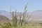 Desert Bloom Series - Ocotillo - Fouquieria splendens