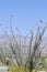 Desert Bloom Series - Ocotillo - Fouquieria splendens