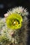 Desert Bloom Series - Teddy Bear Cholla - Cylindropuntia Bigelovii