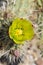 Desert Bloom Series - Teddy Bear Cholla - Cylindropuntia Bigelovii